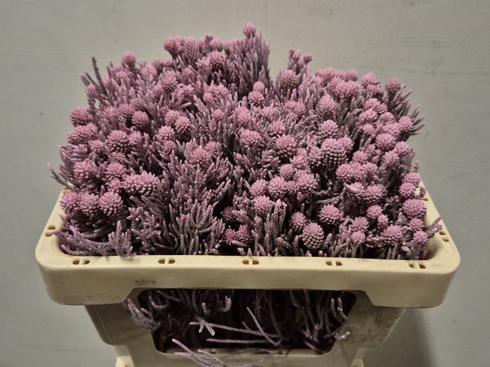 <h4>NEBELIA FRAGARIOIDES VERF LIGHTPINK</h4>