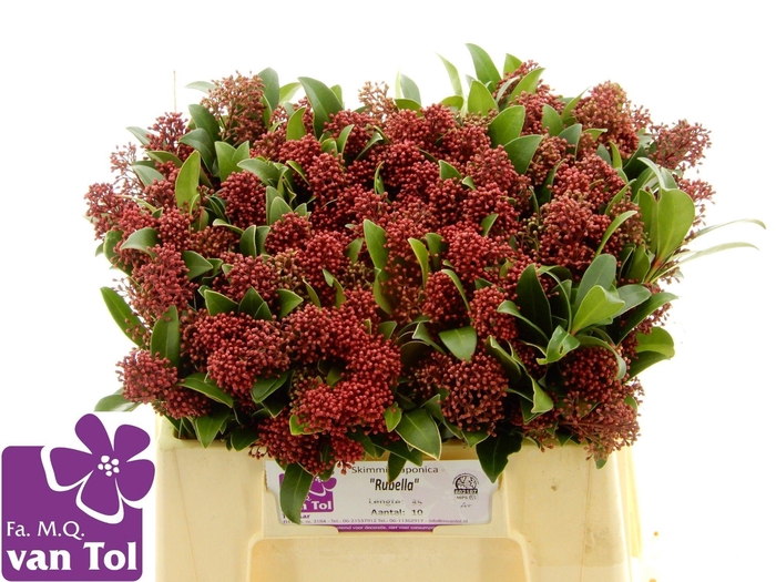 <h4>SKIM J RUBELLA BS</h4>