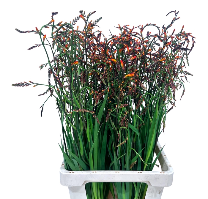 <h4>CROCOS LUCIFER</h4>