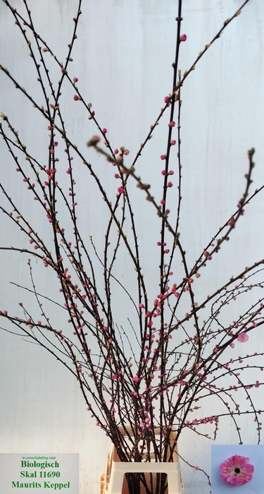 <h4>PRUNUS TRILOBA VERT</h4>