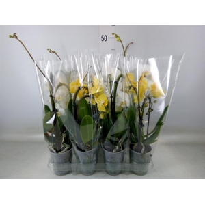 Phalaenopsis  'Elegant Cascade'