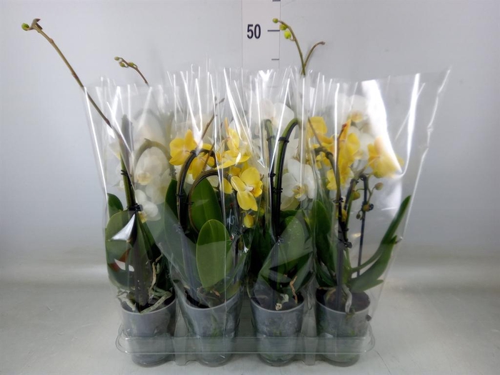 <h4>Phalaenopsis  'Elegant Cascade'</h4>