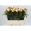 Paeonia Chiffon Parfait