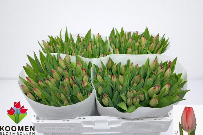 <h4>TU EN VAN EIJK</h4>