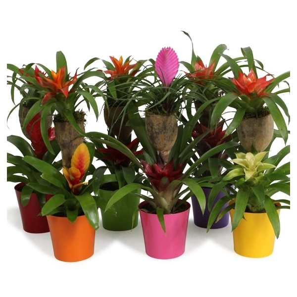 <h4>Bromelia Op Hout Bonami Gemengd Coco</h4>
