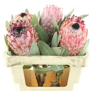 Protea Barbigera