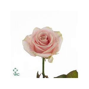 R GR SWEETAVALANCHE+