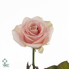 <h4>R GR SWEETAVALANCHE+</h4>