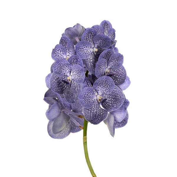 <h4>Vanda Spot Blue X16</h4>