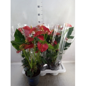 Anthurium andr. 'Karma Red'