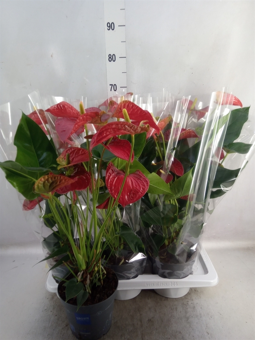 <h4>Anthurium andr. 'Karma Red'</h4>