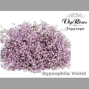 GYPS PA VIOLET