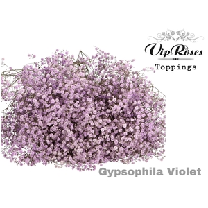 Gyps Pa Violet