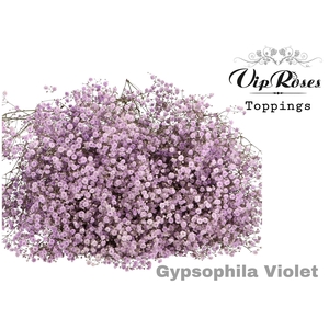 GYPS PA VIOLET