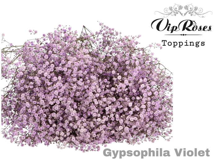 <h4>Gyps Pa Violet</h4>