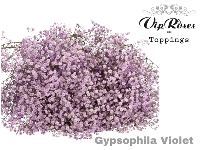 Gyps Pa Vip Violet