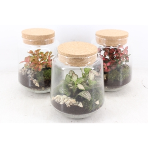 arr3 WR - Terrarium Mercurius M x3