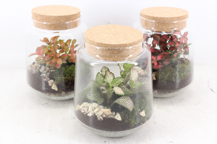 <h4>arr3 WR - Terrarium Mercurius M x3</h4>