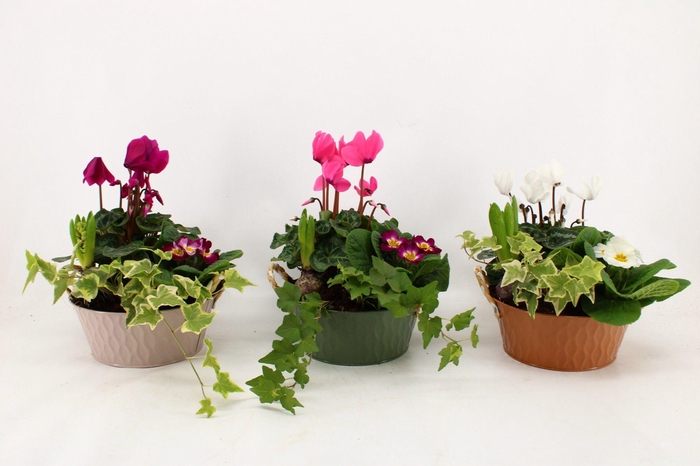 <h4>Arrangement 'Snow' in zinken schaal Nora</h4>