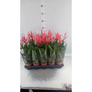 Vriesea  'Elan'