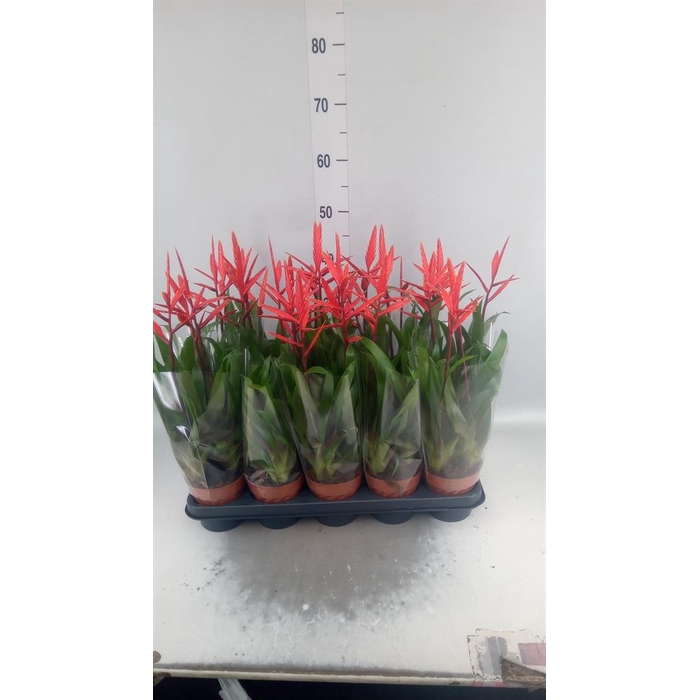 <h4>Vriesea  'Elan'</h4>
