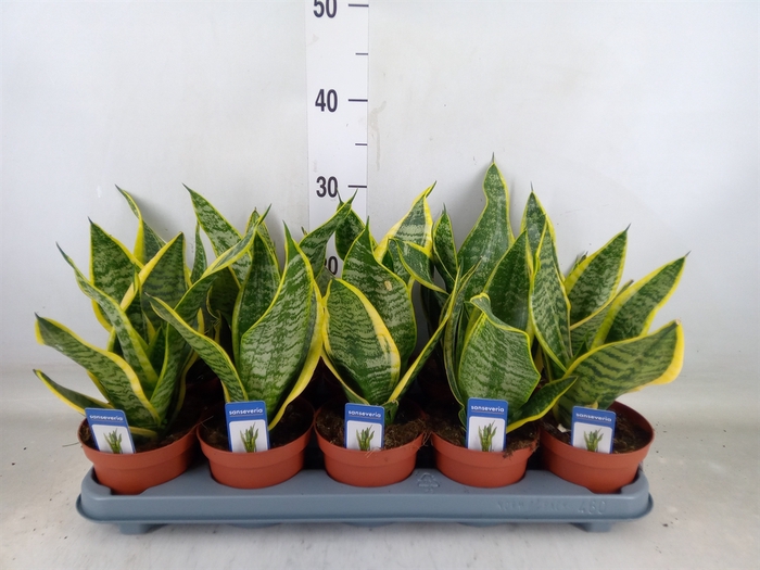 <h4>Sansevieria trifa. 'Futura Superba'</h4>