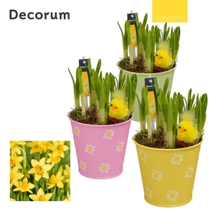 Narcis Fleur Grande HL13545 [YELLOW]