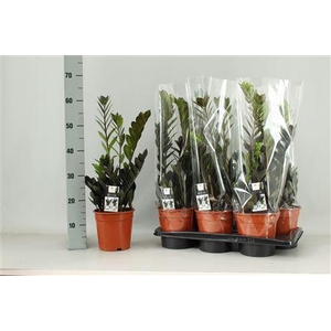 Zamioculcas Raven
