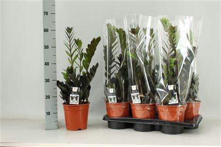 <h4>Zamioculcas Raven</h4>