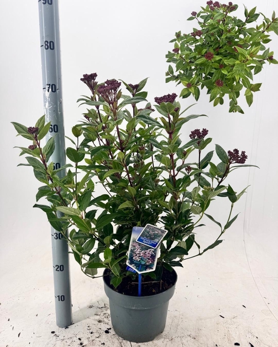 <h4>VIBU TINUS SPIRIT</h4>