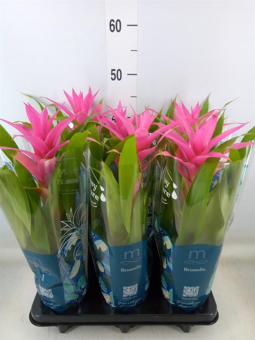 <h4>Guzmania  'Suerte Cerise'</h4>