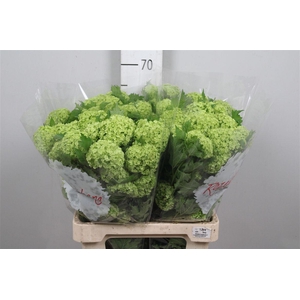 Viburnum Roseum St 2+