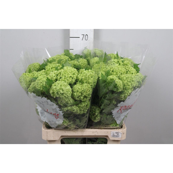 <h4>Viburnum Roseum St 2+</h4>