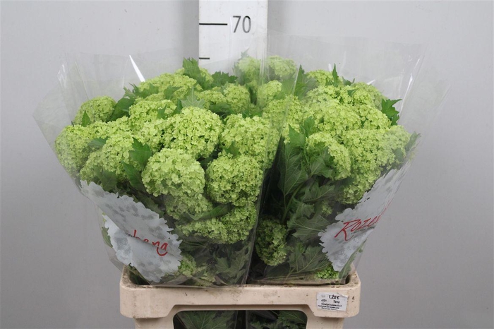 <h4>Viburnum Roseum St 1/2+</h4>