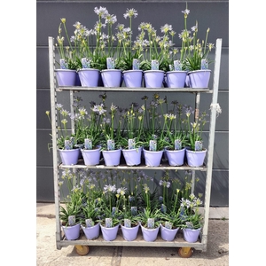 AGAPA CRYSTAL LINE