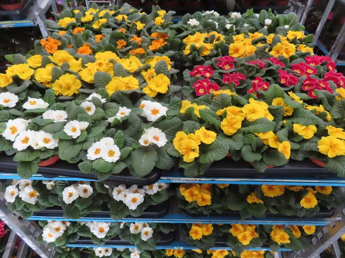 <h4>PRIM AC MIXK</h4>