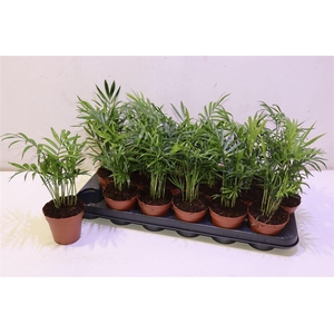 arr8 Chamaed Elegans