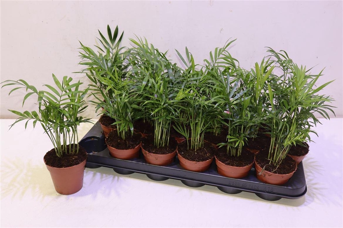 <h4>arr8 Chamaed Elegans</h4>