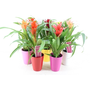 arr3 ZS - Guzmania streeppot mix