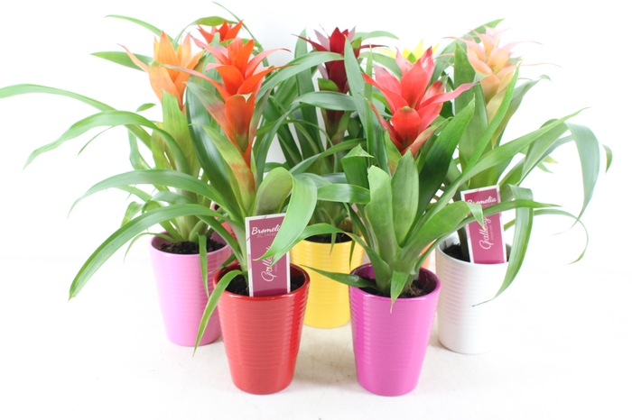 <h4>arr3 ZS - Guzmania streeppot mix</h4>