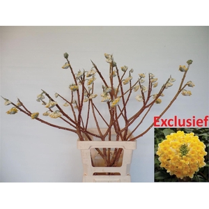 Edgeworthia P Stem