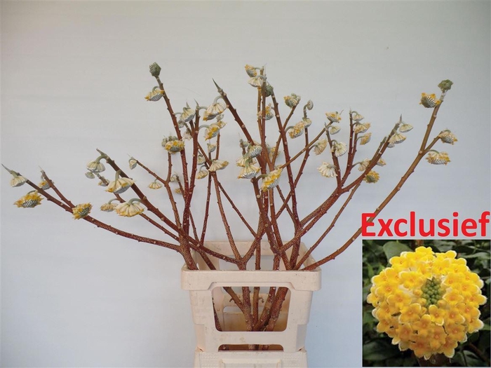 <h4>Edgeworthia P Stem</h4>