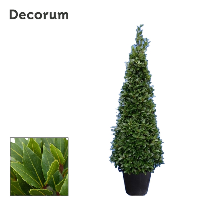 <h4>Laurus nobilis</h4>