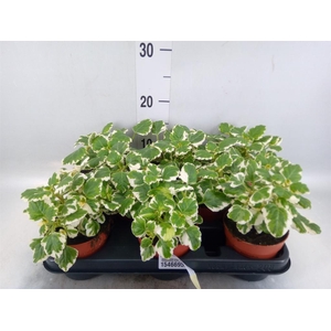 Plectranthus   ...