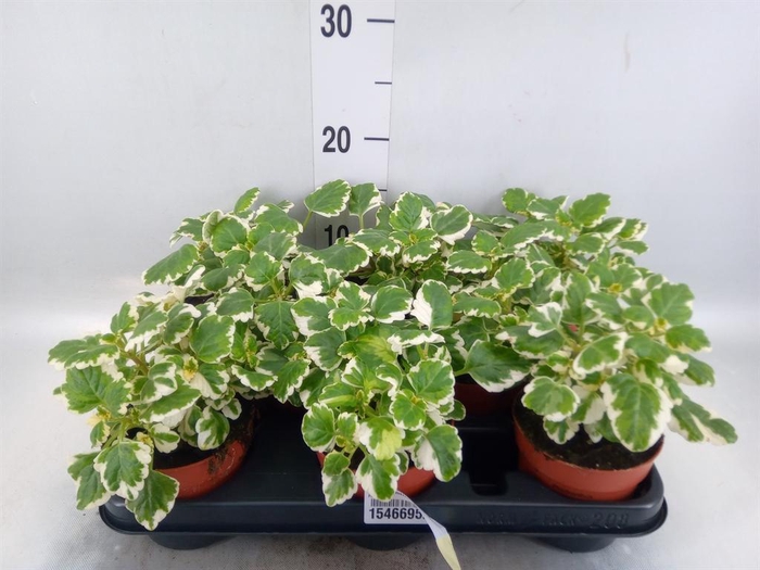 <h4>Plectranthus   ...</h4>