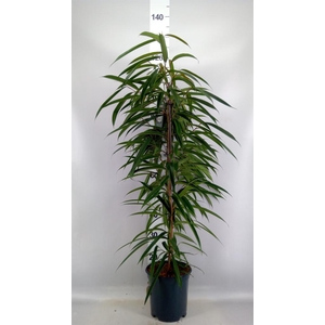 Ficus binn. 'Alii'