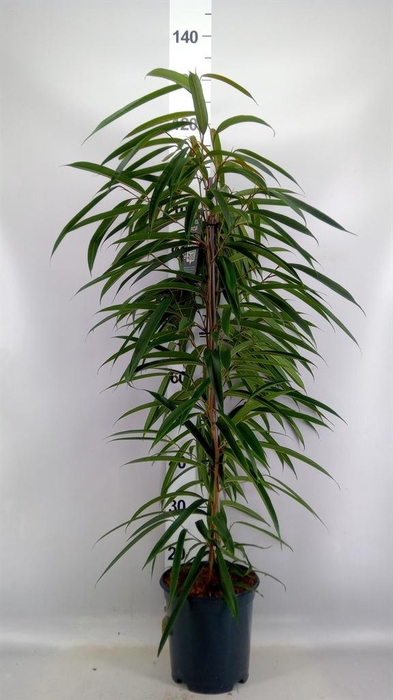 <h4>Ficus binn. 'Alii'</h4>