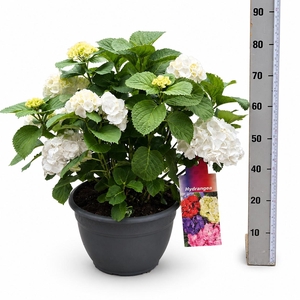 HYDR M CRYSTAL PALAC