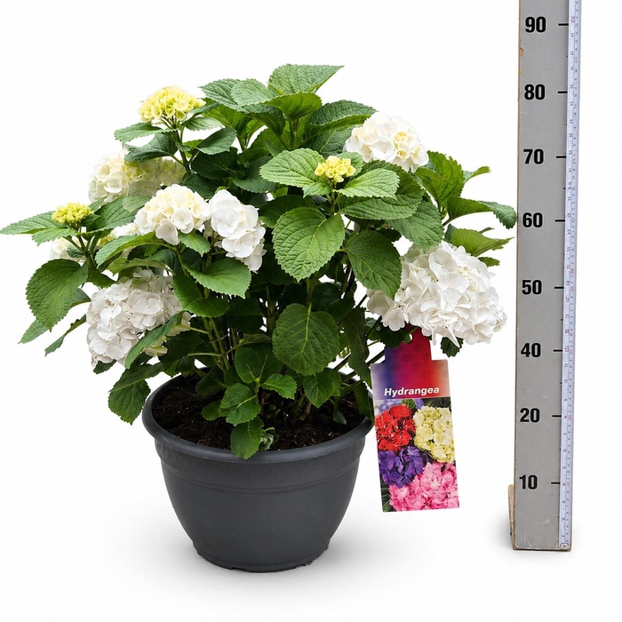 <h4>HYDR M CRYSTAL PALAC</h4>