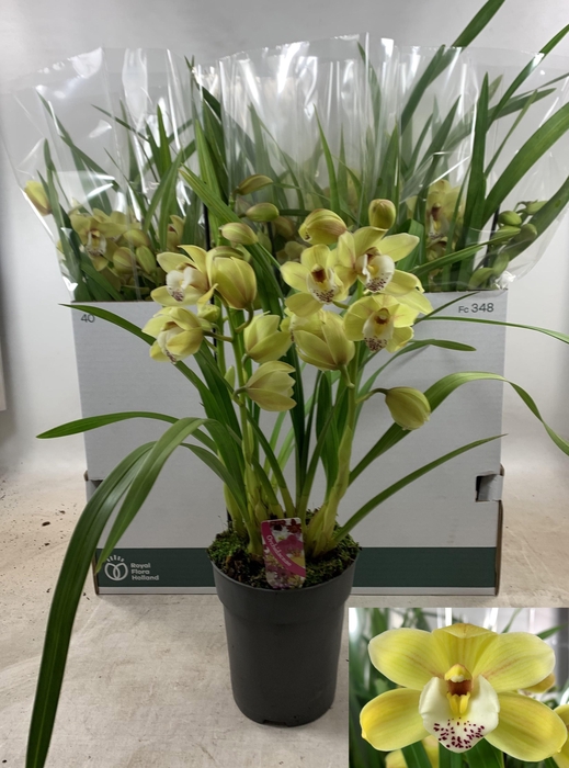 <h4>CYMB OVERIG</h4>